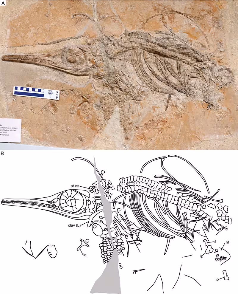 The Image Shows The Preserved Skeleton (a) And Its Interpretive Drawing (b), Highlighting The Anatomical Features Of This 150 Million Year Old Ichthyosaur Fossil.