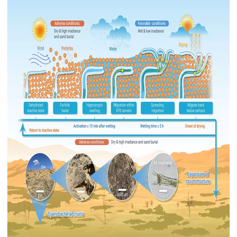 Visual Representation Of Cyanobacteria Led Biological Soil Crust Formation