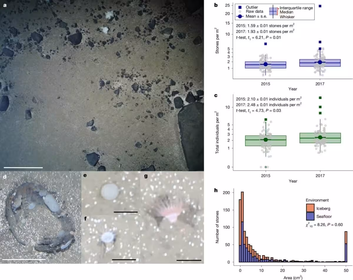 Seafloor Images And Data Showing An Increase In Dropstone Abundance And Associated Marine Life In The Fram Strait Between 2015 And 2017.