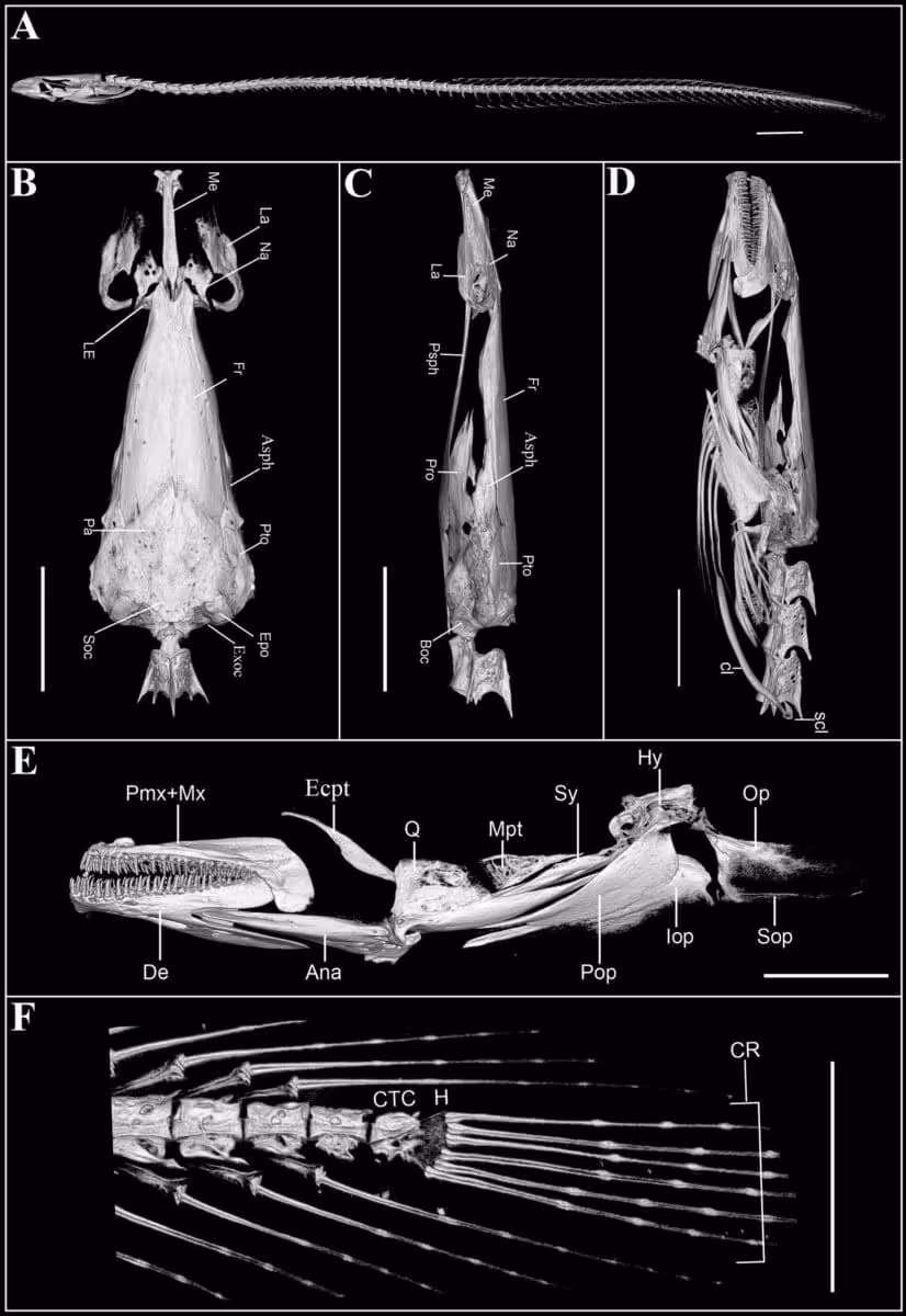 Micro Ct Scans Reveal The Internal Anatomy And Skeletal Structure Of The Newly Identified Subterranean Fish Gangaichthys Indonepalicus