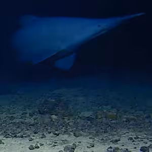 goblin shark