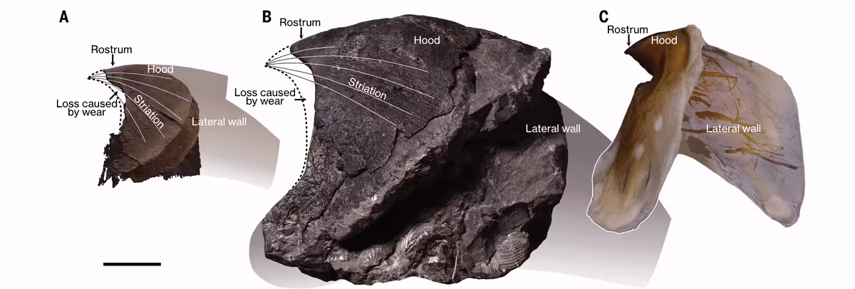 Nanaimoteuthis Haggarti Fossil Jaw