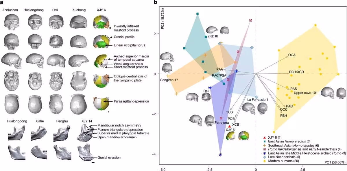 A Look At Ancient Human Skulls And Jaws (a) And How They Compare Across Different Human Groups (b).