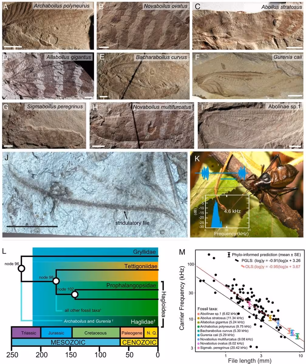 Fossilized Wings And Evolutionary Estimates Of Ancient Insect Sound Frequencies