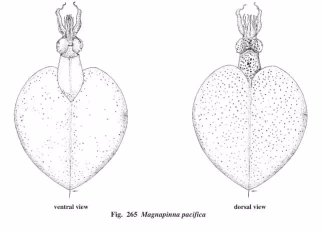 A Detailed Illustration Reveals The Unusual Body Structure Of Magnapinna Pacifica