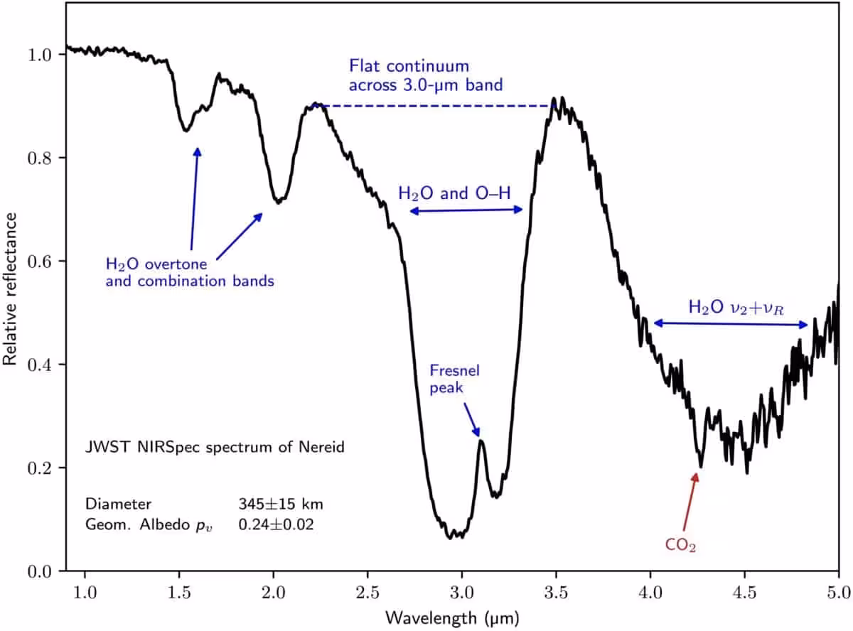 The Jwst Spectrum Of Nereid Points To A Water Rich Surface Unlike That Of Captured Kuiper Belt Objects.