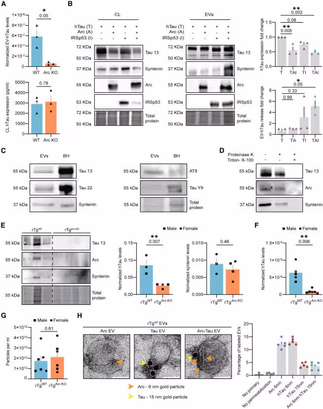 (A) Arc facilitates the release of hTau in rat neuronal EVs. WT and Arc KO cortical primary cultures were transduced with hSyn-eGFP-2A-2N4R-hTau(P301L) lentivirus. Conditioned media and cell lysates (CL) were collected, and EVs were isolated using SEC. hTau levels in isolated EVs and CL were assessed using an ELISA. EV-hTau levels normalized to total protein (DC protein assay) were significantly reduced in Arc KO cultures, while hTau expression in CL was comparable between WT and Arc KO neurons (n = 3 independent experiments).
(B) hTau release is enhanced by Arc and IRSp53 overexpression in N2a cells. Neuro 2a cells were transfected with 2N4R-hTau(P301L) and Arc or IRSp53 or both. Cell lysates and conditioned media were collected 24 h after transfection. EVs were isolated using SEC. hTau release in EVs is enhanced when both Arc and IRSp53 are expressed, despite slightly lower levels of hTau in the cell lysate (n = 3 independent experiments).
(C) hTau is released in brain EVs isolated from rTgWT mice. EVs (F1-4 fractions were pooled after SEC from 3 male mice) and brain homogenates (BHs) from 4-month-old rTgWT mice were immunoblotted for hTau (Tau 13, Tau 22, AT8, and Tau Y9 antibodies) and syntenin. See also Figure S1 for brain EV characterization.
(D) hTau and Arc in EVs are protected from Proteinase K degradation. EVs were isolated from the brains of 4-month-old rTgWT mice (F1-4 fractions were pooled after SEC from 3 female mice) and incubated with Proteinase K (7 μg/mL) with or without detergent (1% triton-X-100) for 10 min. A representative western blot shows Arc, hTau, and syntenin are protected from Proteinase K degradation when no detergent is present.
(E and F) Arc facilitates the release of hTau in mouse brain EVs. EVs were isolated from the brains of 4-month-old rTgWT mice (n = 3 preps, 2M, 4F, with each EV prep consisting of two brains) and rTgArc KO (n = 4 preps, 4M, 4F). Pooled EV fractions were blotted for Tau 13, Arc, and syntenin. Dotted line indicates a spliced blot to crop out irrelevant lanes. Levels of hTau normalized to total protein were significantly reduced in the absence of Arc, while there was no difference in syntenin levels normalized to total protein. (F) hTau levels in EVs from 4-month-old rTgWT (n = 5 preps, 4M, 6F) and rTgArcKO (n = 6 preps, 6M, 6F) mice were normalized to total protein (DC protein assay) and quantified using total hTau ELISA. rTgArcKO EVs contain less hTau than rTgWT EVs.
(G) Total EV production is unaffected in rTgArc KO mice. EVs were isolated from the brains of 4-month-old rTgWT mice and rTgArc KO (n = 6 preps, 3M, 3F). Fractions 1–4 were pooled and analyzed by nanoparticle tracking analysis. There were no significant differences in the total number of EVs. See also Figure S2D.
(H) hTau and Arc are co-packaged in EVs isolated from rTgWT mice. EVs were isolated from 4-month-old rTgWT mice (n = 1 EV prep, 2F). The isolated EVs were either single immunogold labeled for Arc or hTau using 6 nm gold particles or double immunogold labeled using 6 nm gold particles for Arc and 15 nm gold particles for hTau. Representative TEM images of Arc, hTau, and Arc-hTau EVs. Scale bar, 50 nm. Quantification of the percentage of labeled EVs from 5 images is shown. See also Figure S2E for representative images. Data are represented as mean ± SEM. ∗p ≤ 0.05, ∗∗p ≤ 0.01 using a one-way ANOVA (B) or an unpaired t test (A and E–G).