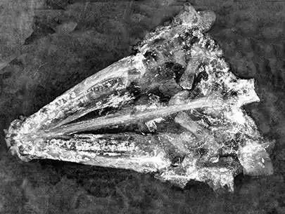 An X Ray Revealing The Internal Structure Of The Fossilized Gar Skull