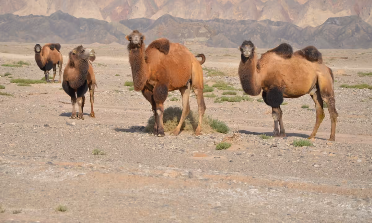 Wild Bactrian camel in the Xinjiang Uygur Autonomous Region Photo: IC