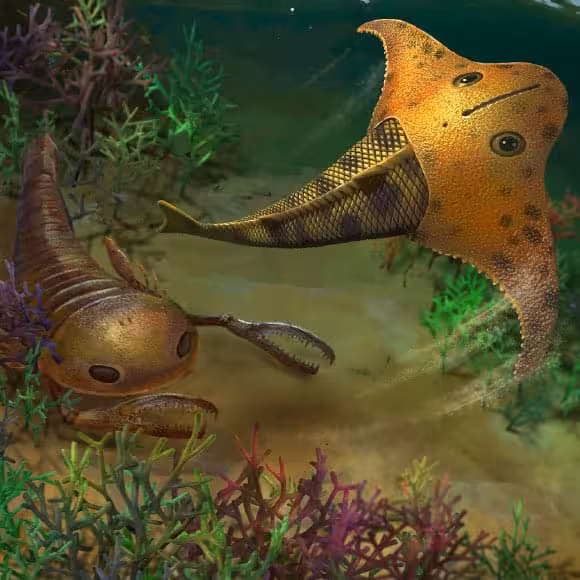 Reconstruction Of The Extinct Fish Bataspis Crux With Its Unique Bat Like Head.