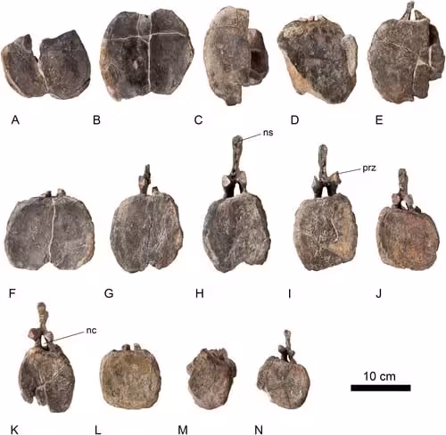 Caudal Vertebrae Of The First European Diplodocus Specimen