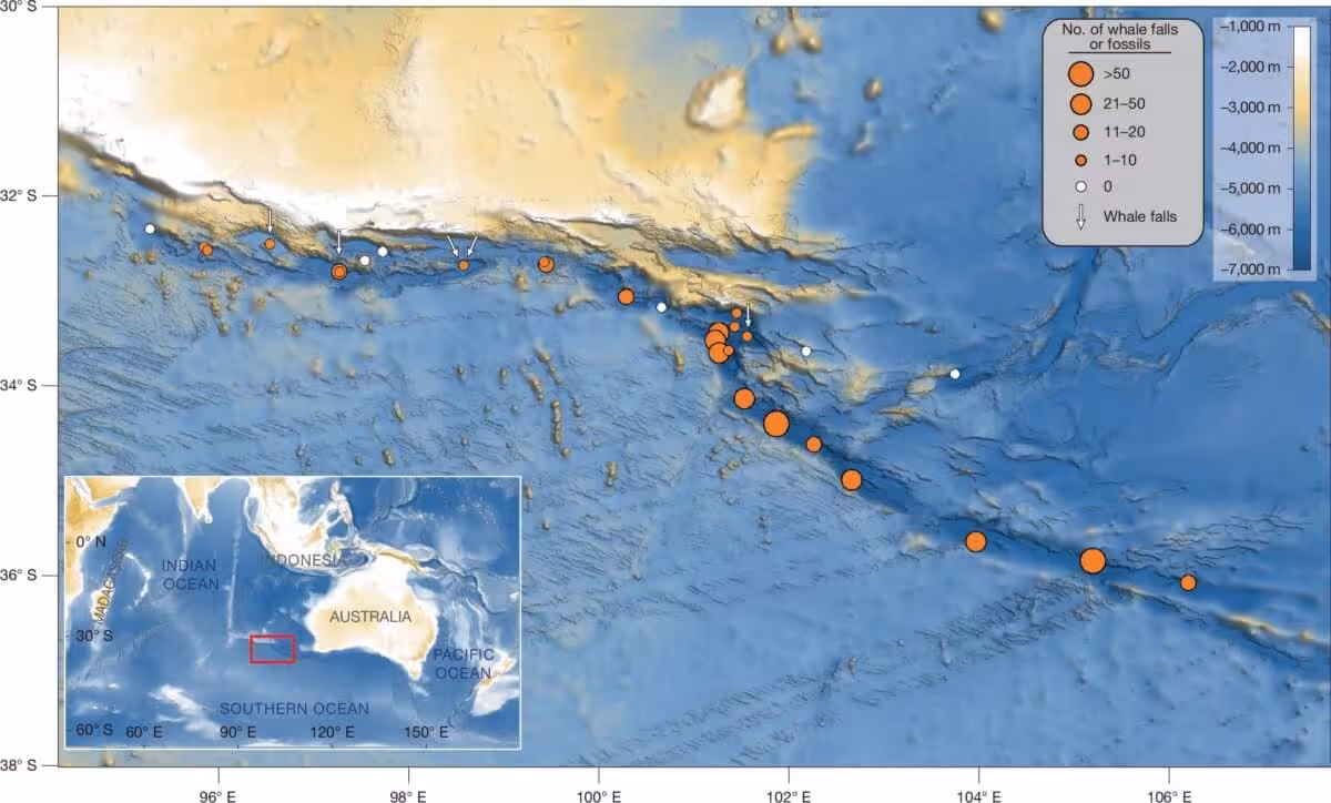 Map Of The Whale Graveyard In The Indian Ocean.