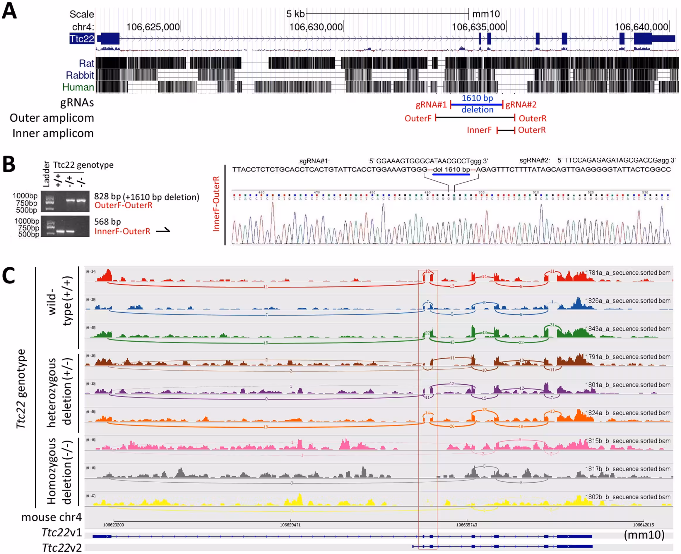 Fig 1: Characterization of the genotypes of the Ttc22 gene in C57BL/6N mice via CRISPR-Cas9. (A) Locations of the deleted fragment (1610 bp), amplicons, gRNAs, and primers matched to the Ttc22 gene. The conservation status of Ttc22 in placental mammals, including rats, rabbits, and humans, is displayed below. (B) Characterization of Ttc22 genotypes, as determined by PCR and sequencing. The wild-type Ttc22 fragment is too long (2438 bp) to be amplified via regular PCR via the OuterF and OuterR primer sets. (C) IGV view of Ttc22 transcripts in RNA samples from the colons of three male mice with different Ttc22 genotypes, namely, Ttc22 wild-type (Ttc22+/+), heterozygously deleted (Ttc22+/-), and homozygously deleted (Ttc22-/-) strains, as determined by RNA sequencing. The exon 2&3 region, which is shared by both Ttc22 variants 1 and 2 and is knocked out by CRISPR-Cas9, is highlighted by a red rectangle.