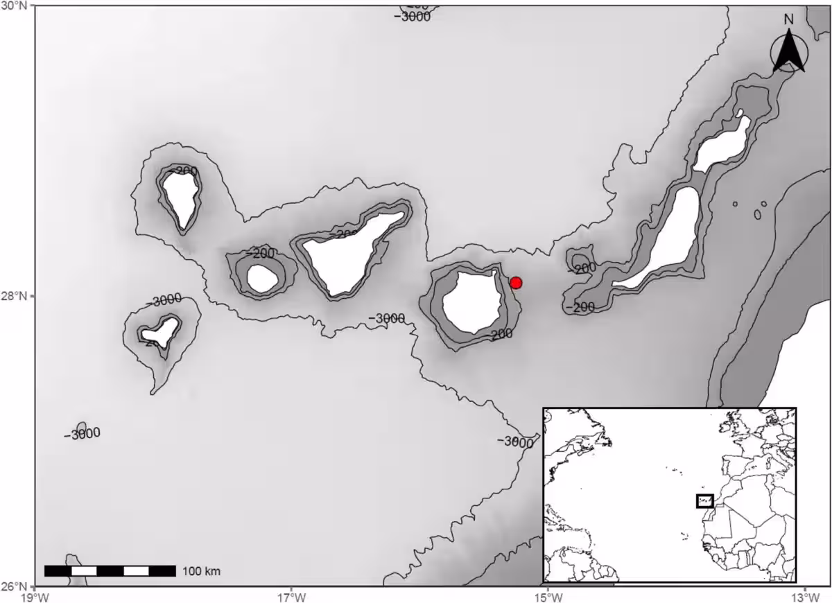 Capture Location (red Dot) Of Mitsukurina Owstoni In The Canary Archipelago