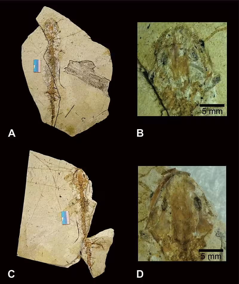 Figure2 (1)