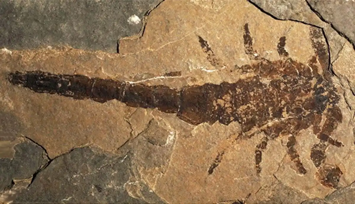 The Fossilized Remains Of The Giant Scorpion
