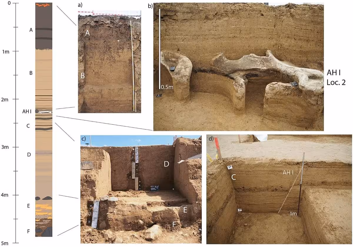 Stratigraphic Profile And Excavation Views Showing The Archaeological Horizon Ah I And Surrounding Sediment Layers.