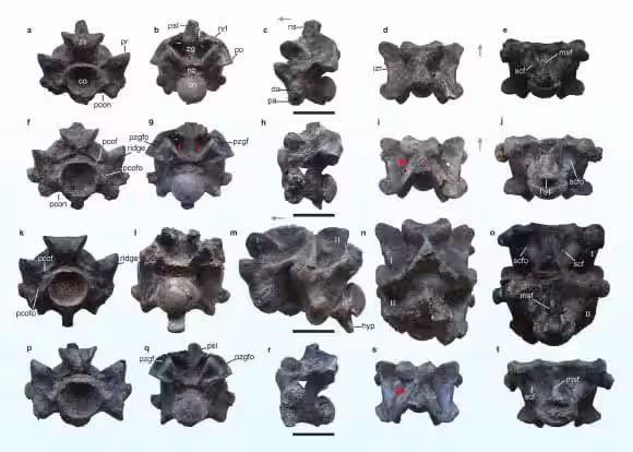 A Close Up Of The Anterior Trunk Vertebrae Of Vasuki Indicus, Showcasing Its Colossal Form.