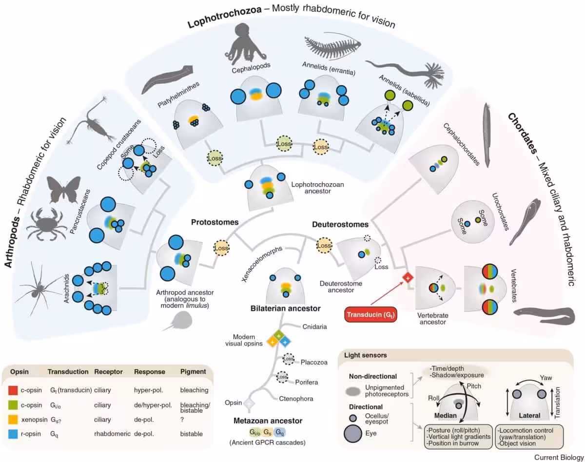 Position And Type Of Photoreceptor Cells In The Head Of Bilaterians