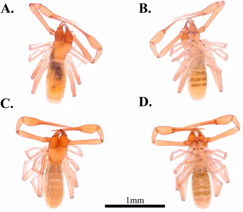 Dorsal And Ventral Views Of Spelaeochthonius Dugigulensis