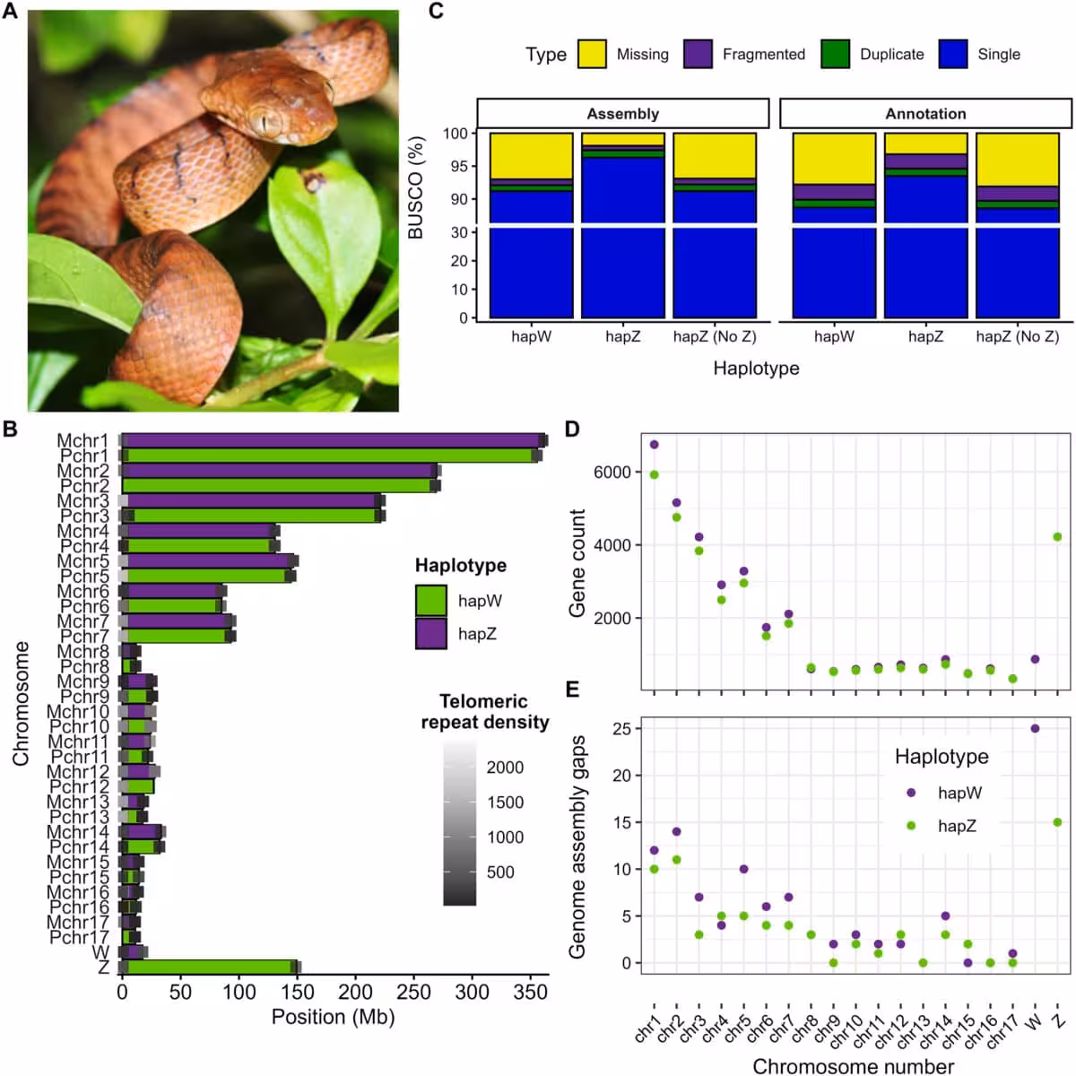 Genome Assembly And Structural Features Of The Brown Tree Snake Genome.