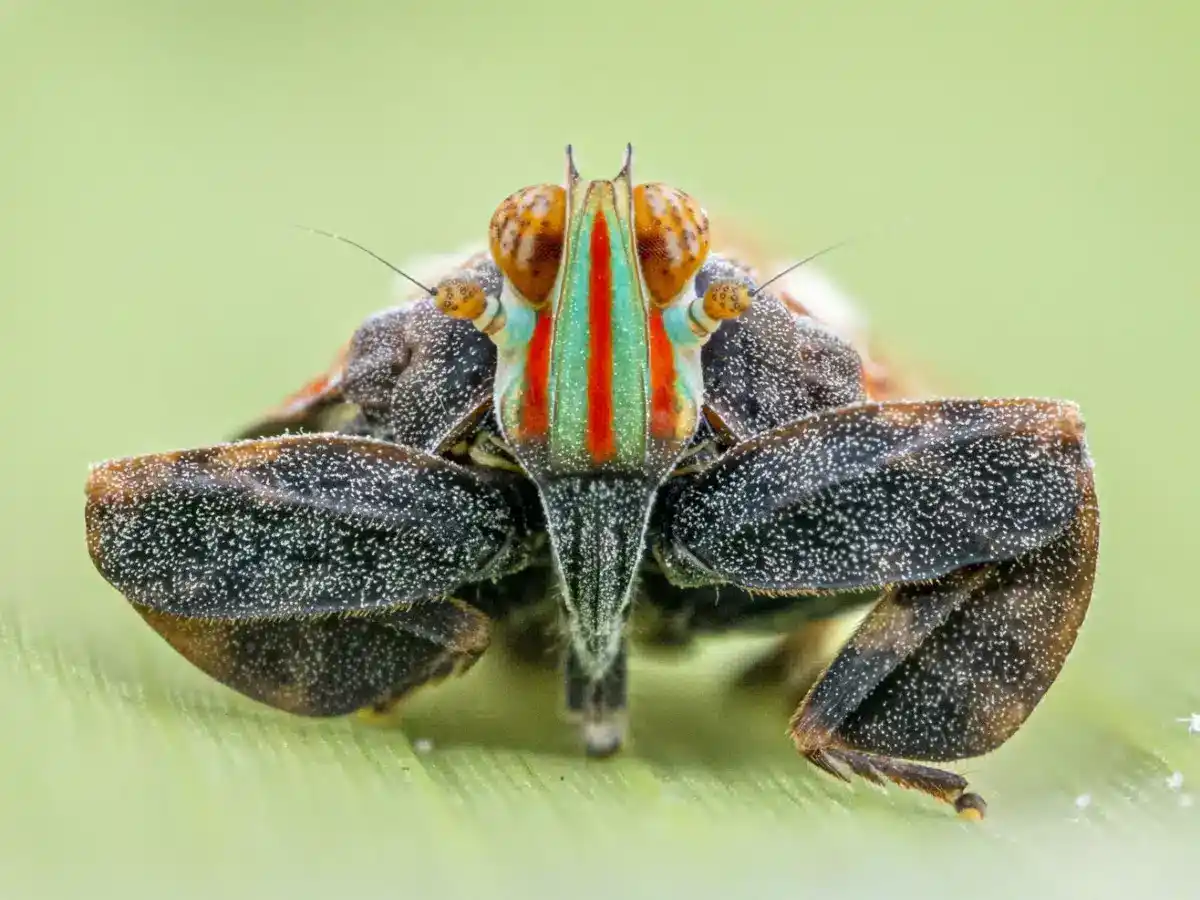 Planthoppers Have Flattened Front Legs That Make Them Look Like Leaves Among Vegetation