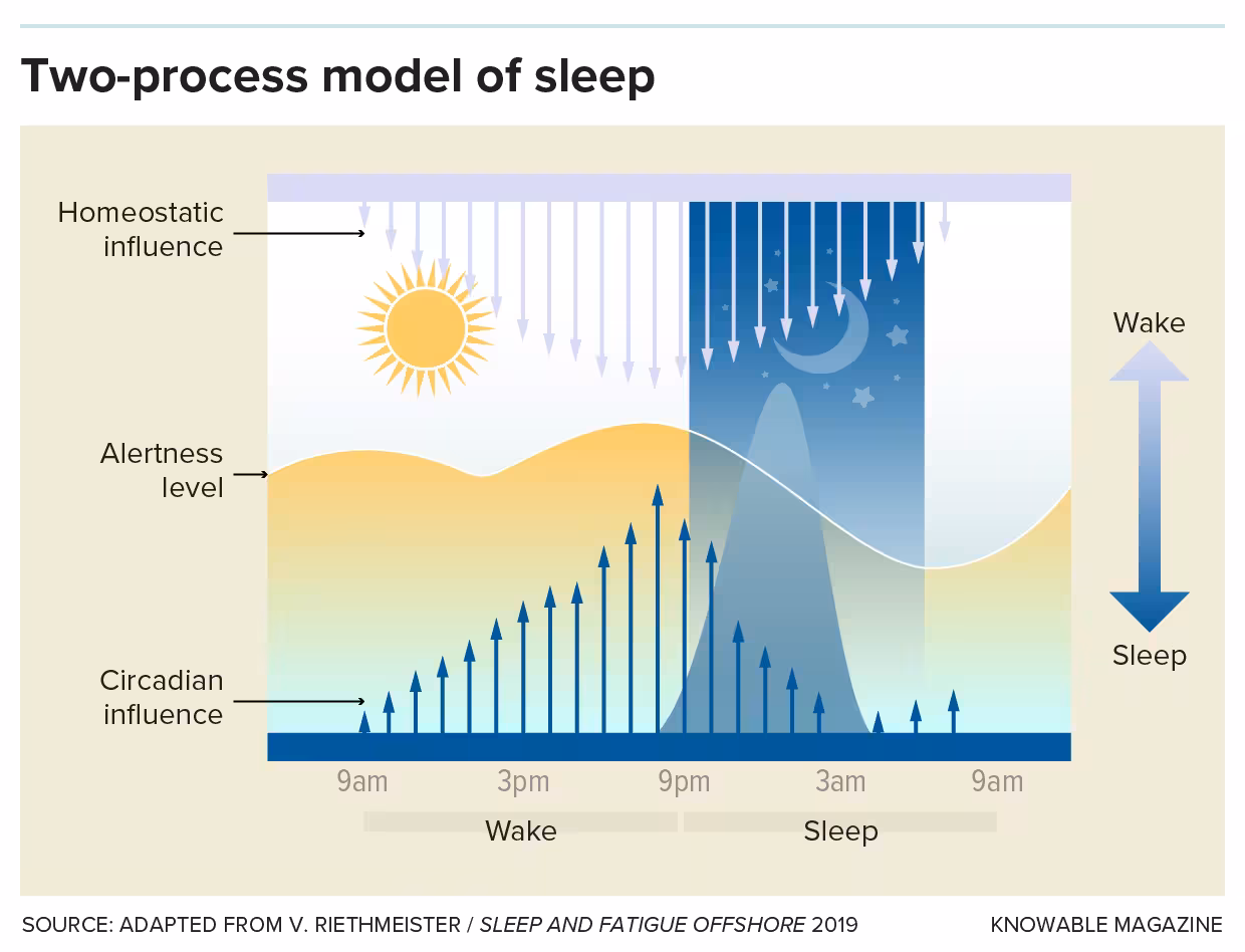 Two-process model of sleep A graphic displays the two-process model of sleep. Arrows show the homeostatic influence steadily rising during the day and declining at night. Other arrows show the circadian influence. Alertness levels and melatonin levels are shown by two curves.