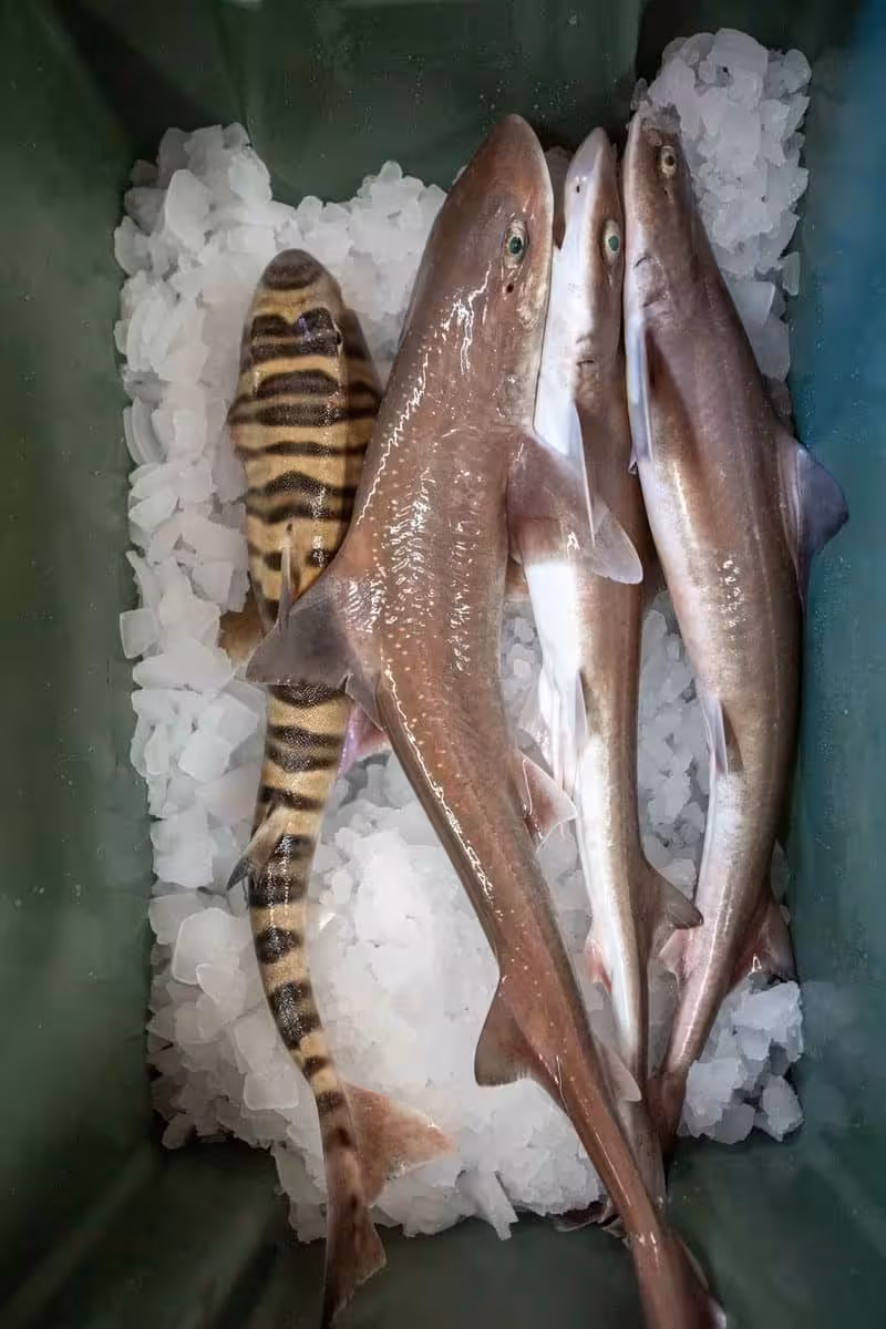 Deep Sea Sharks Collected During An Ocean Research Expedition.