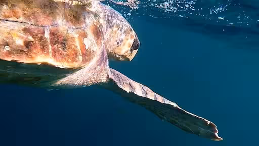 Loggerhead Turtle