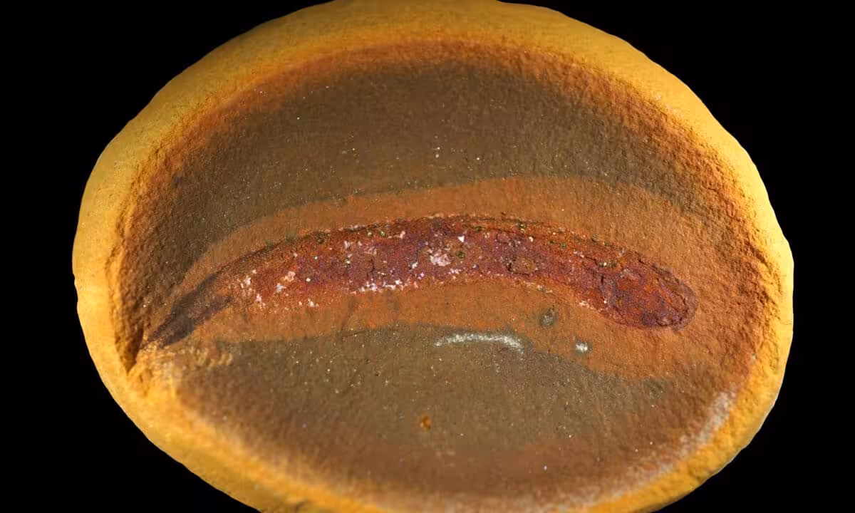 Fossilized Baby Embolomere Showing That Juveniles Did Not Undergo A Full Amphibian Like Metamorphosis.