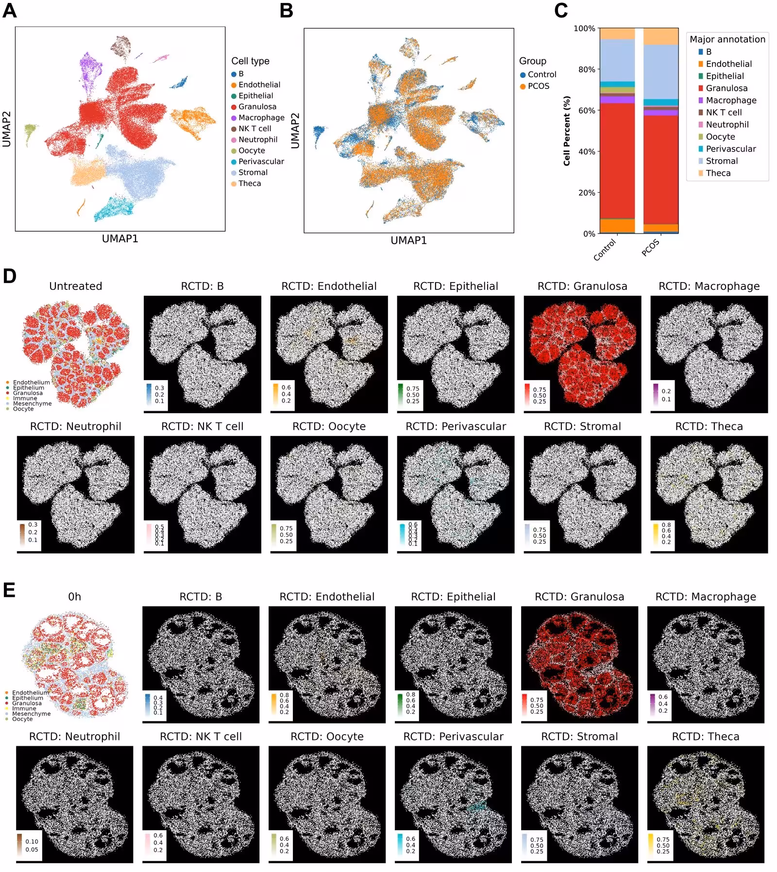 Figure 2: Cell-type annotation of mouse ovarian tissue and validation of annotation accuracy. (A and B) UMAP projections showing major ovarian cell populations (A) and their sample origins (B). (C) Relative proportions of the 11 major cell types in the PCOS and control groups. (D-E) Slide-seq spatial maps showing RCTD-inferred cell-type proportions (black background) alongside published spatial annotations (white background) for the control sample GSM7689279 (D) and the 0 h post-hCG sample GSM7689280 (E).