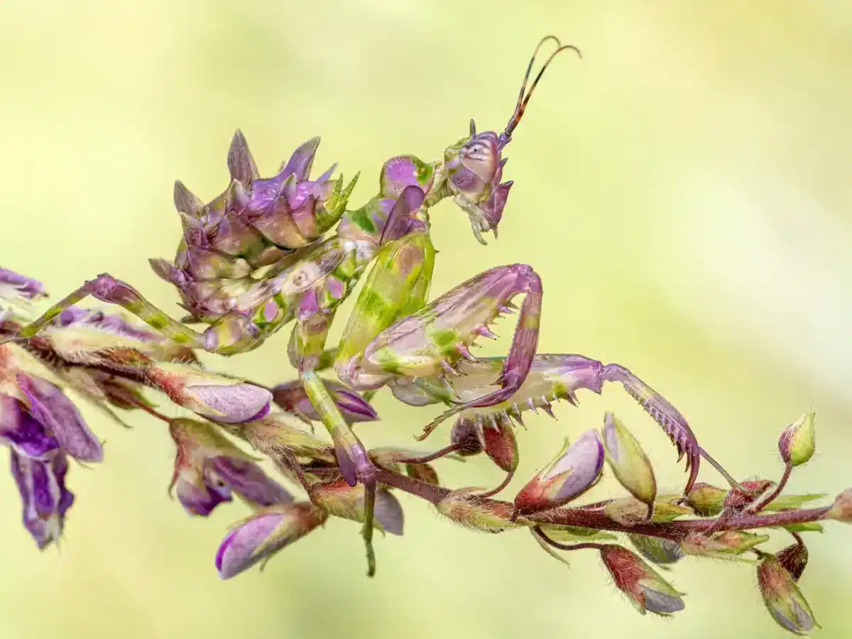 A Spiny Flower Mantis Photographed As Part Of The February Survey