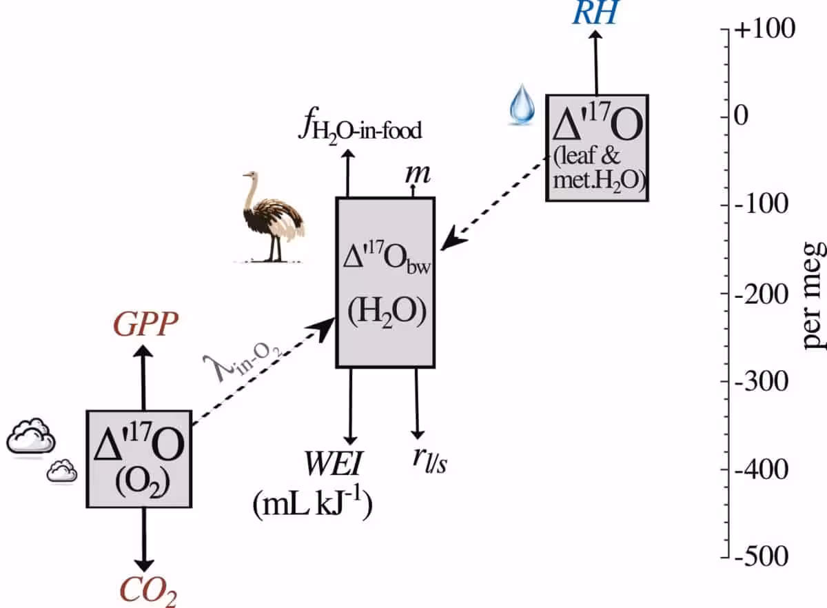 Schematic Of The Oxygen 17 Pathway Used To Study Earth's 15 Million Year Old Atmosphere.