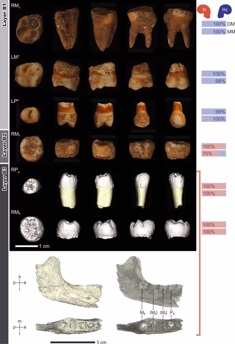Fossil Teeth Are Presented From Left To Right In Occlusal, Mesial, Distal, Buccal And Lingual Views.