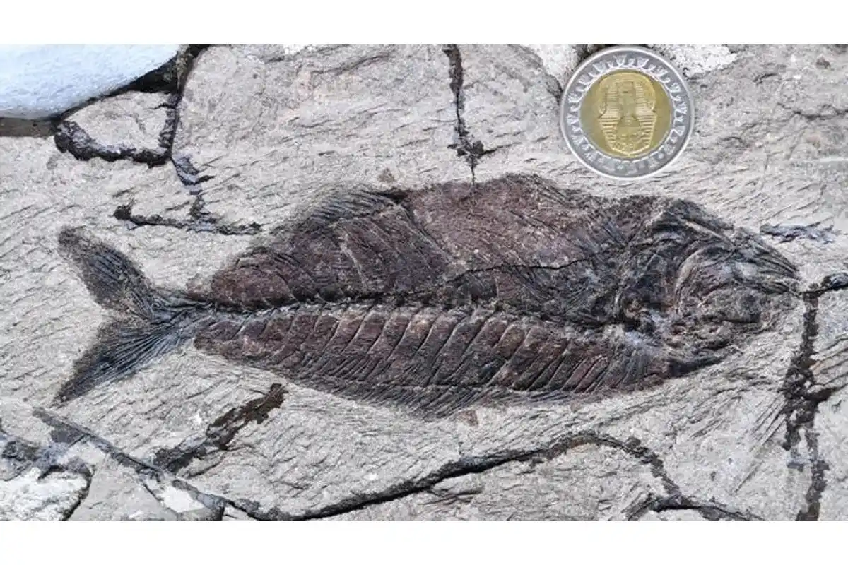A Jack Fish Skeleton, Linked To Modern Jacks And Trevallies, Was Also Found.