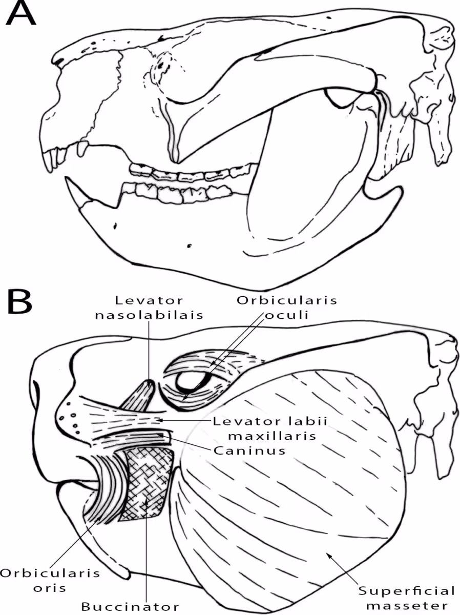 Diagram Showing The Skull Structure And Reconstructed Facial Muscles Of Phascolarctos Sulcomaxilliaris.