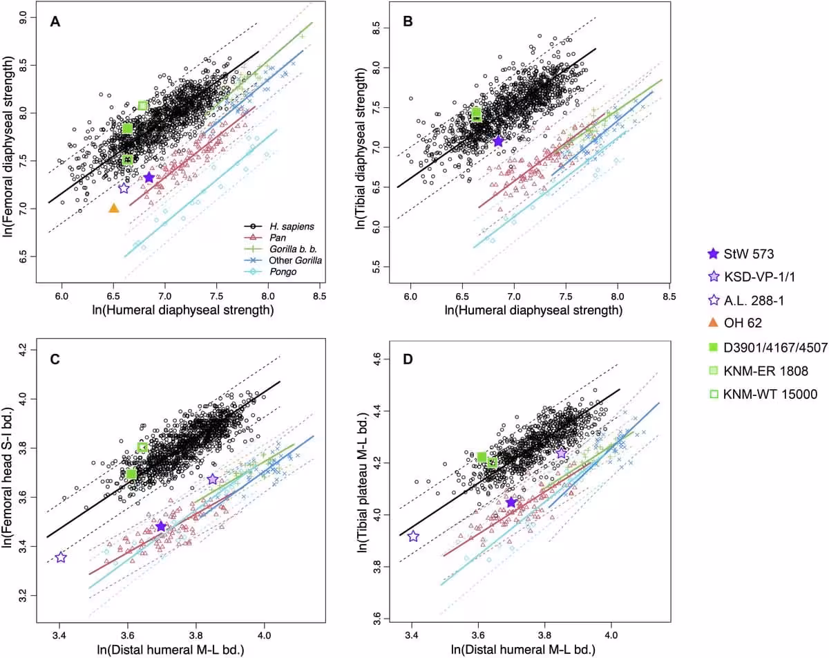 The Image Shows Four Anatomical Comparison Graphs Illustrating Limb Bone Strength In Different Primates And Fossil Hominins.