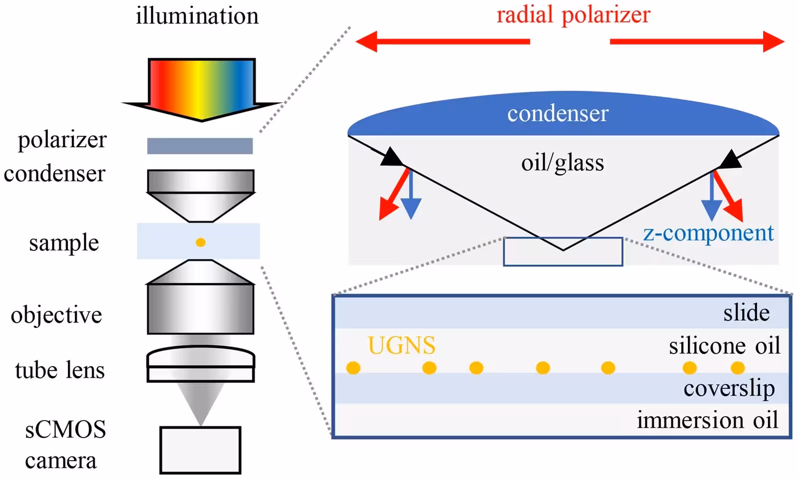 Fig. 1: Sketch of the microscope set-up and investigated sample. Under Köhler illumination of a selectable wavelength range, the sample is imaged onto a camera, using a 1.34 NA condenser and a 1.45 NA objective. In the illumination a rotatable linear polariser or a radial polariser is used, the latter generating a significant axially polarised illumination component in the focal plane. The sample consists of individual gold nanospheres deposited onto a glass coverslip, surrounded by silicone oil index-matched to glass.