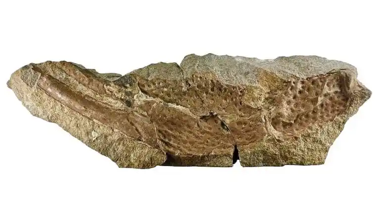 The Fossil Reveals Pincers That Were Roughly 16 Centimetres Long.