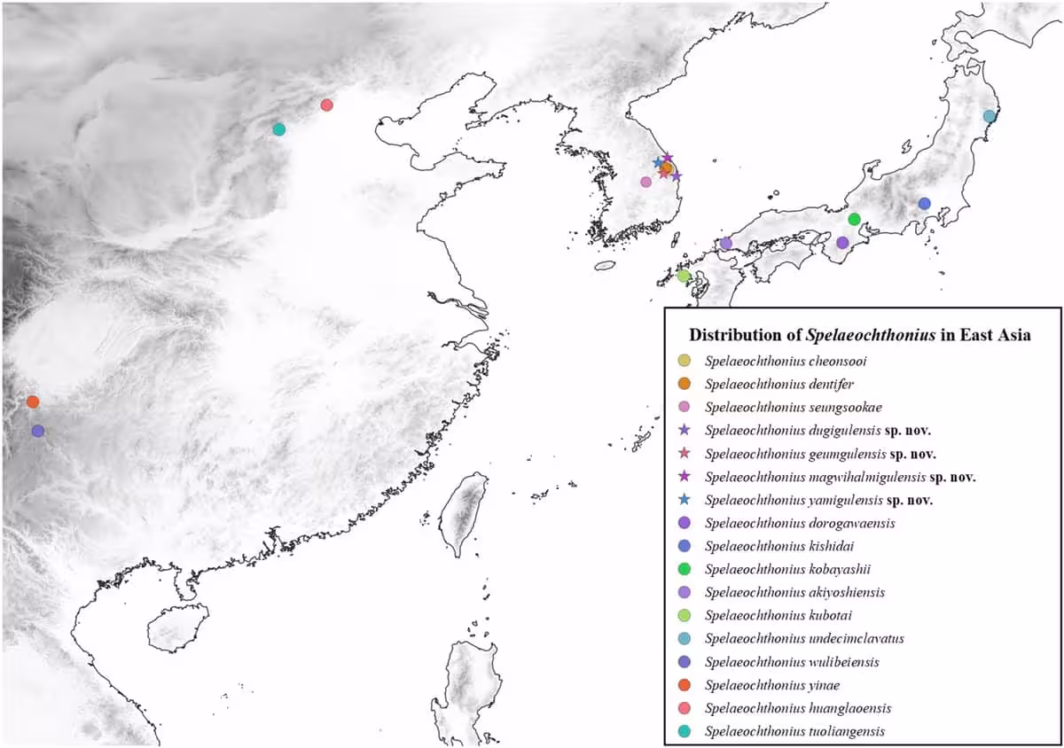Geographic Distribution Of Spelaeochthonius In East Asia.