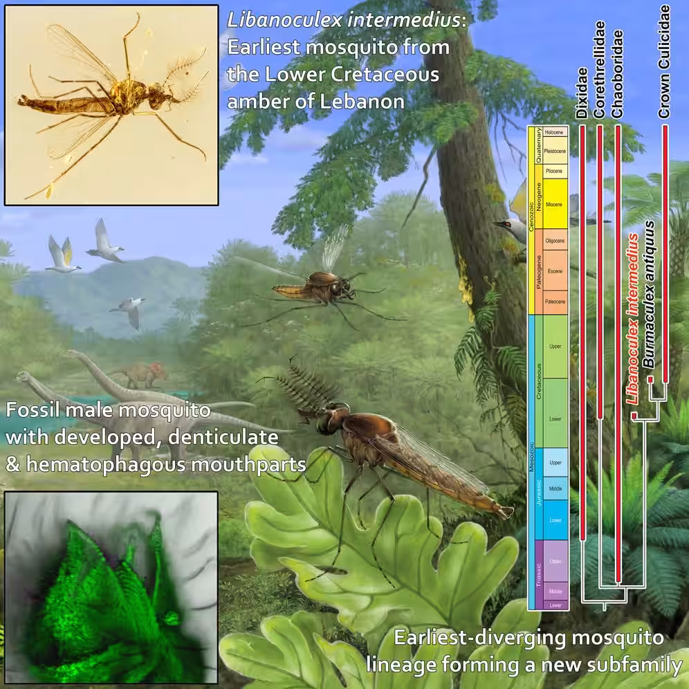 Artistic Reconstruction And Fossil Imagery Of Libanoculex Intermedius