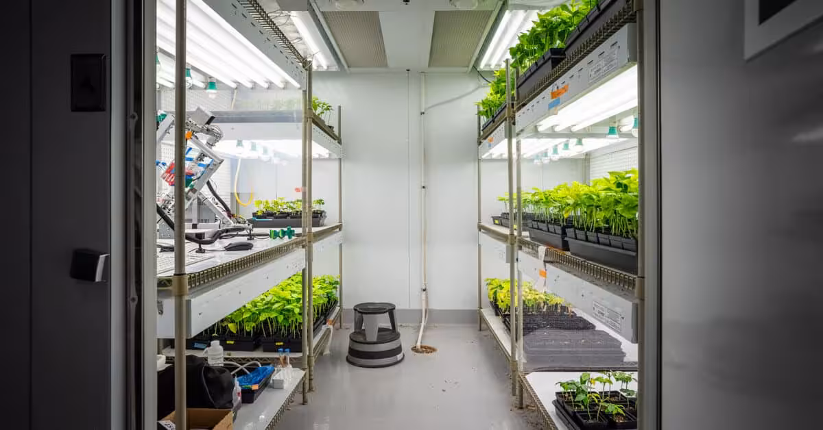 Plants Cultivated In This Chamber Serve As A Source Of Cpmv Particles.