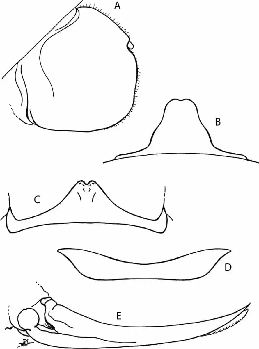Morphological Details Of The Newly Described Insect