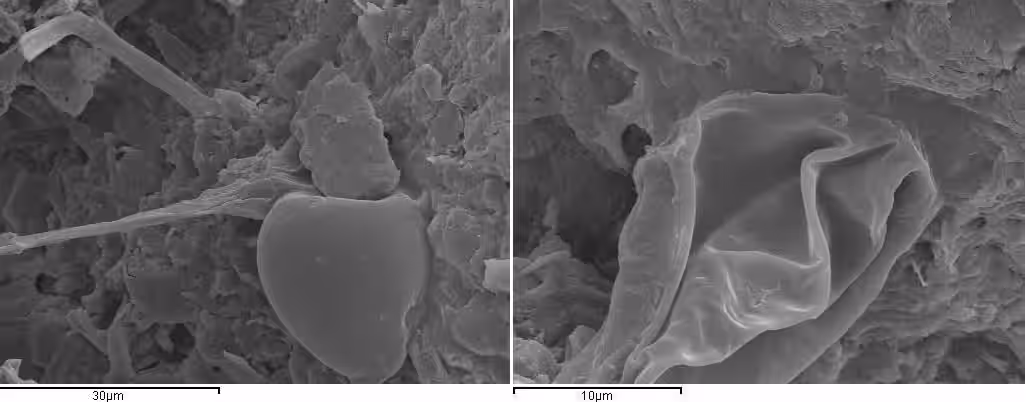 Left Microscope View Of Filament Like Structures Found In The Meteorite. Right Detail Of The Microfossil Fragment.