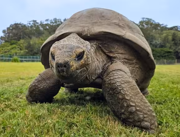 Jonathan, The Nearly 194 Year Old Tortoise, Walks Across The Grass On St. Helena Island.