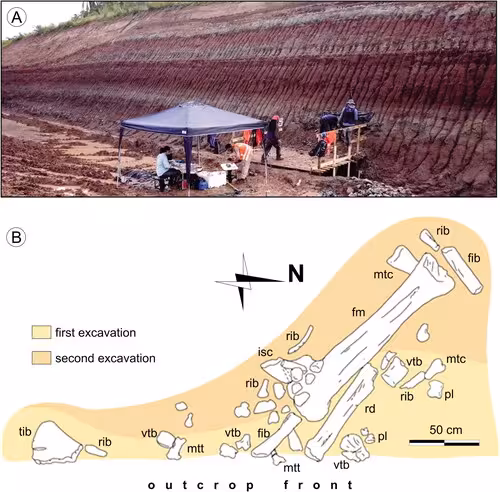 Field Excavation And Skeletal Map Of The Dasosaurus Tocantinensis Fossil Site.