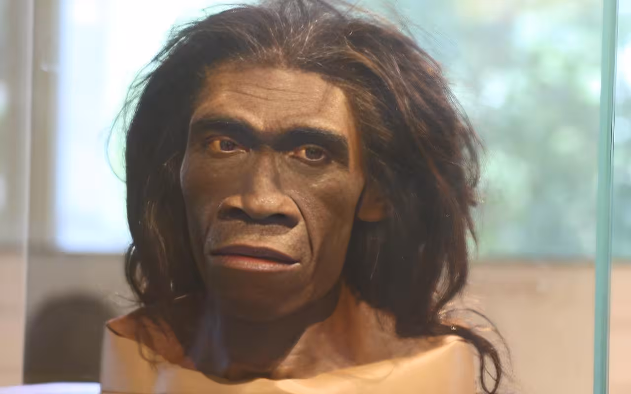 Homo erectus in Java: 140,000-year-old fossils found in submerged river valley