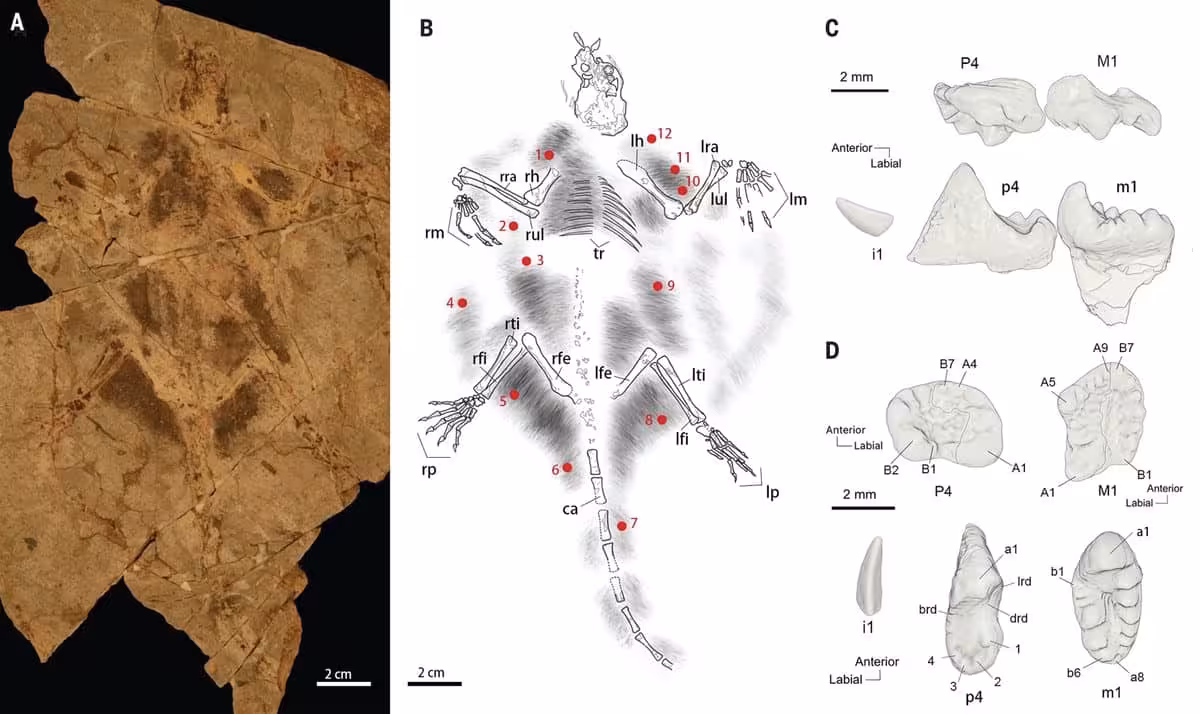 The Holotype Specimen And Dental Remains Of Arboroharamiya Fuscus