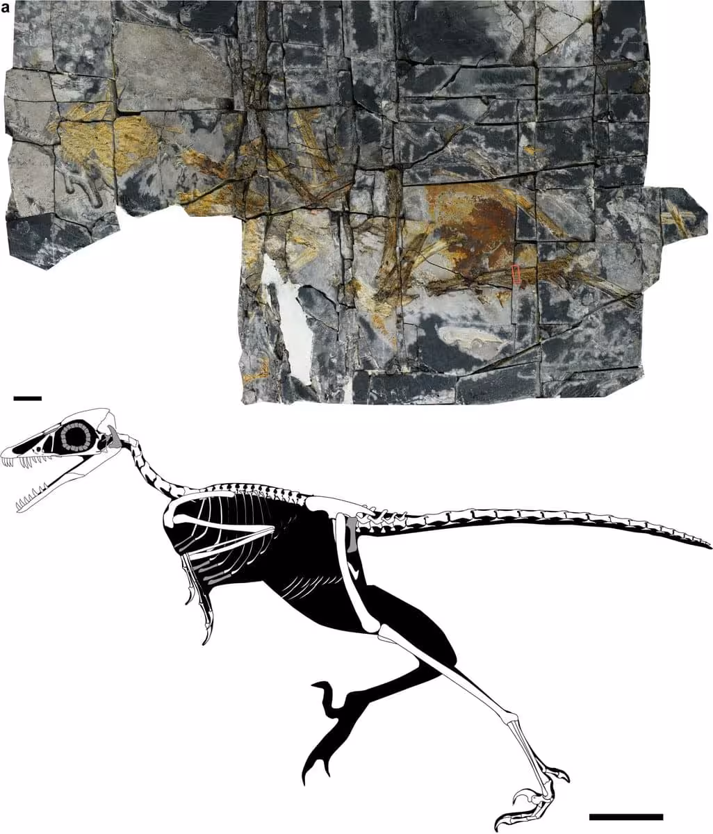 Fossil Remains Of The Jurassic Bird Yuezhuornis Yangyuanensis.