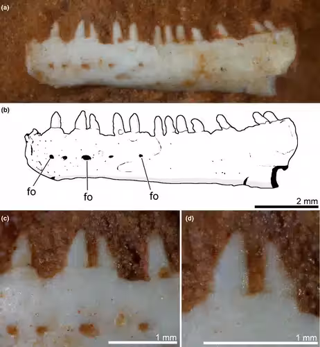 Close Up Of The Cargninia Enigmatica Jaw Fossil Examined By Researchers.